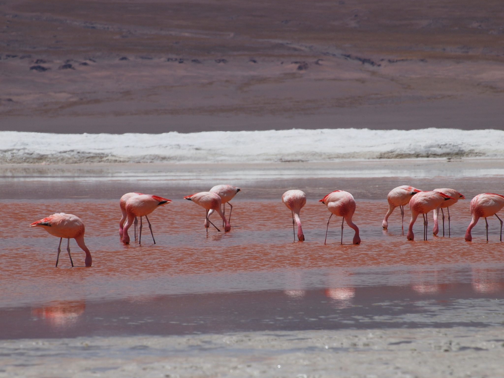 flamingosi rozo jezero u spanjolskoj