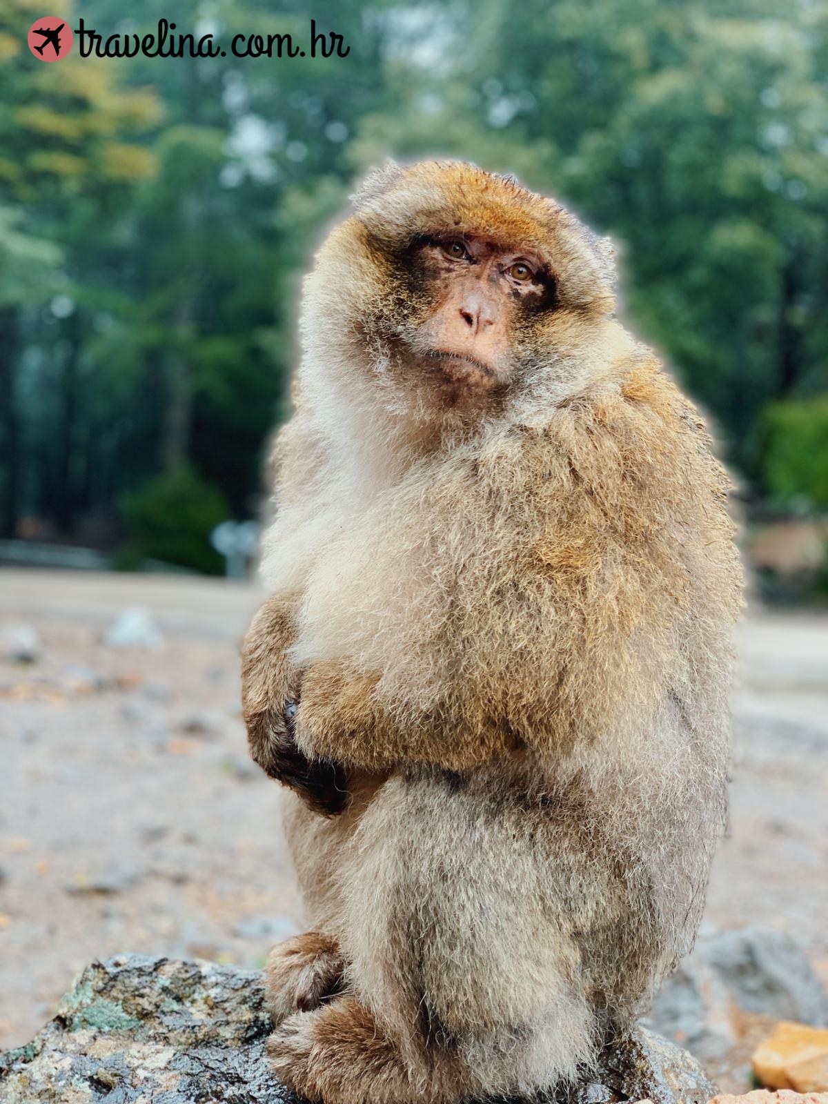 Azrou (Maroko) Makaki majmun