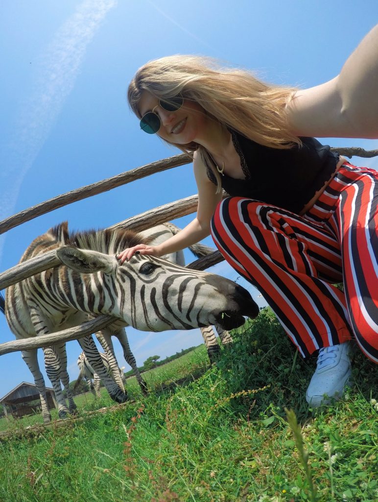 safari park brijuni zebre