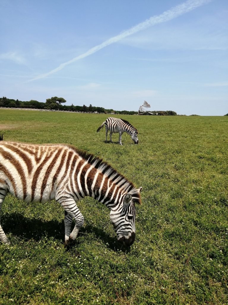 safari na brijunima zebre