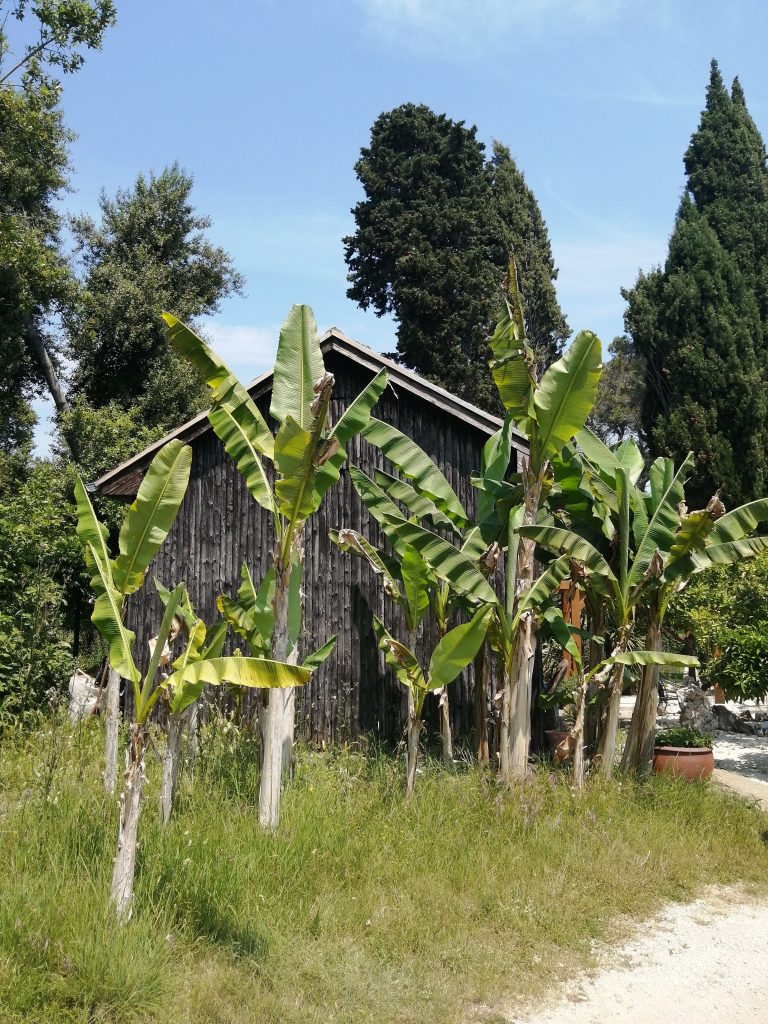 Stablo banana u mediteranskom vrtu Nacionalni park Brijuni