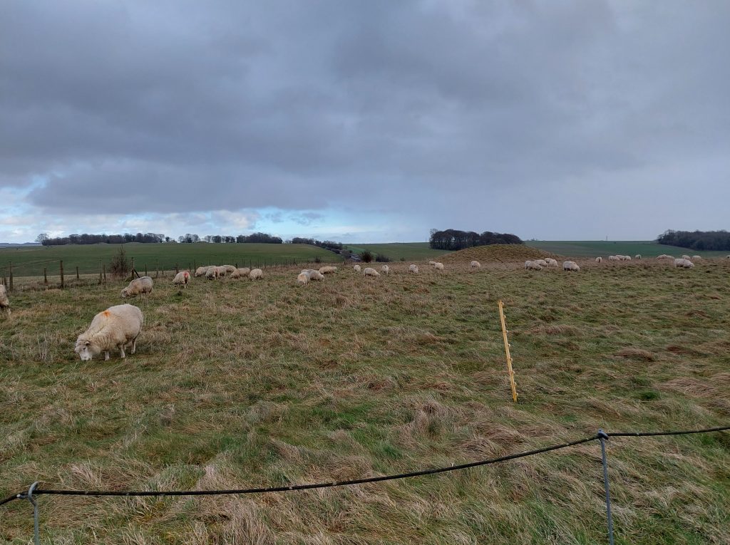 ovce sheeps stonehenge