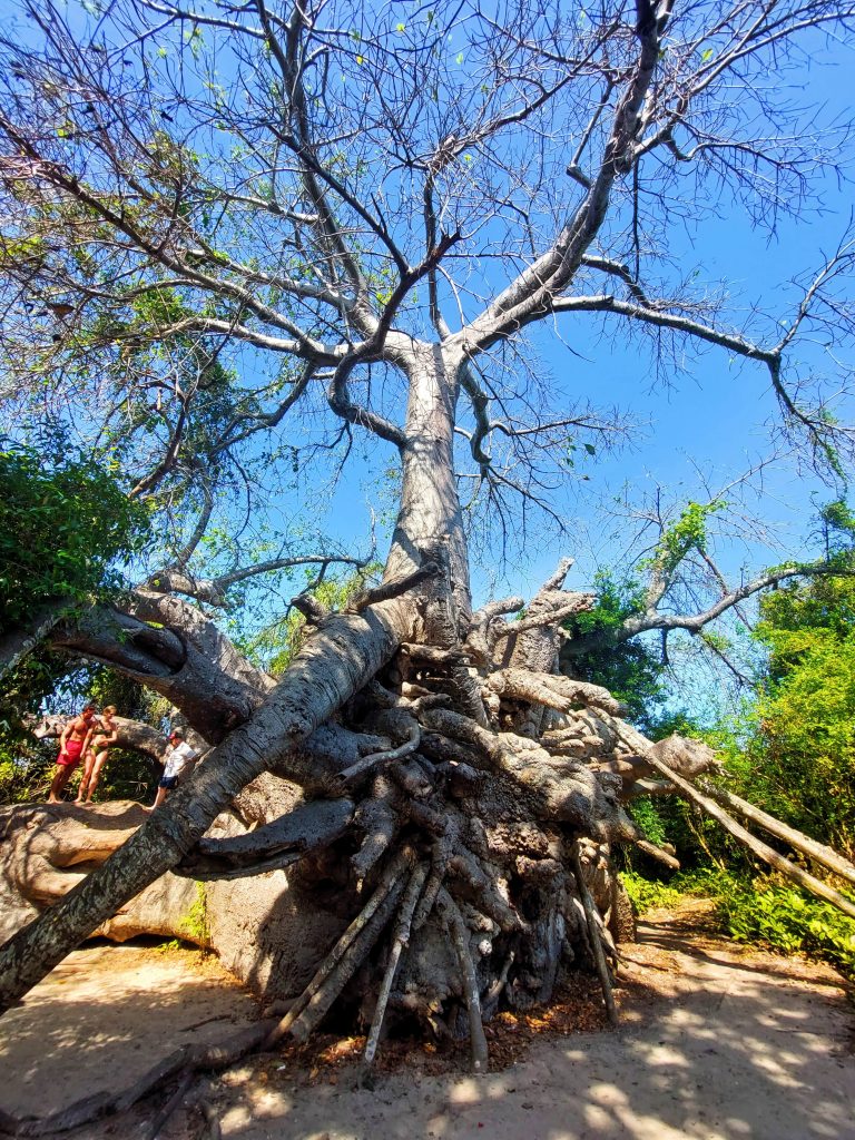 Otok Kwale baobab putovanje na zanzibar