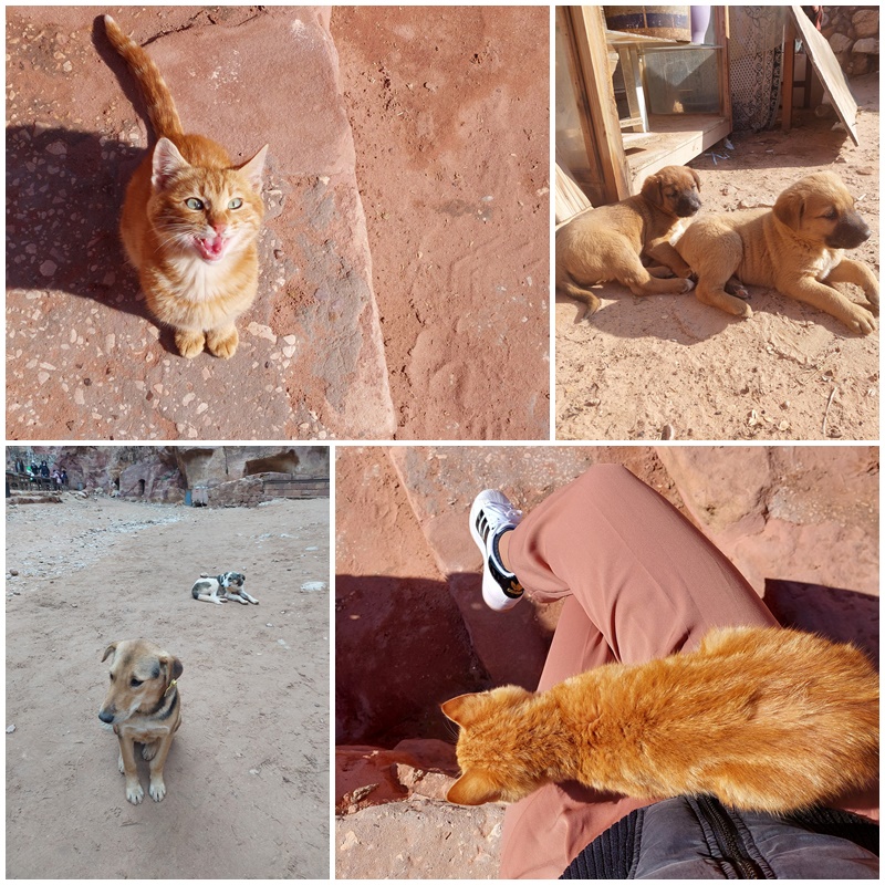 Životinje Petra u jordanu