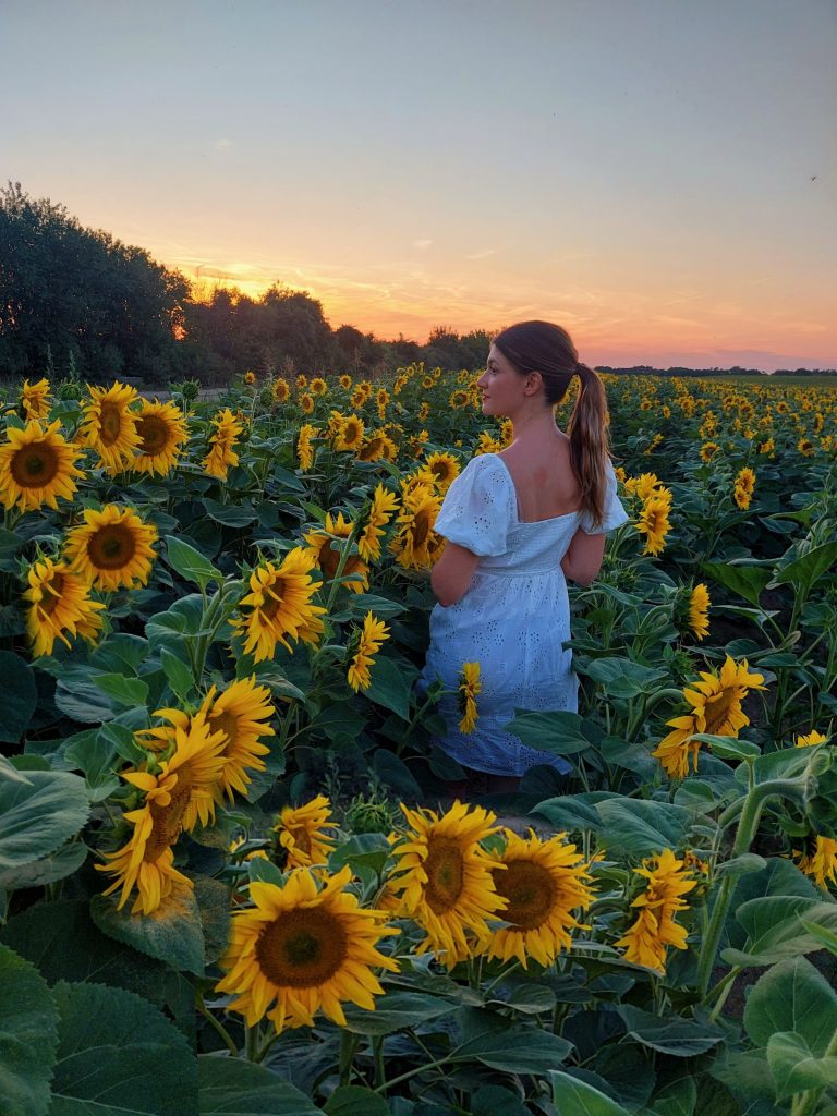 travelina suncokreti slavonija baranja