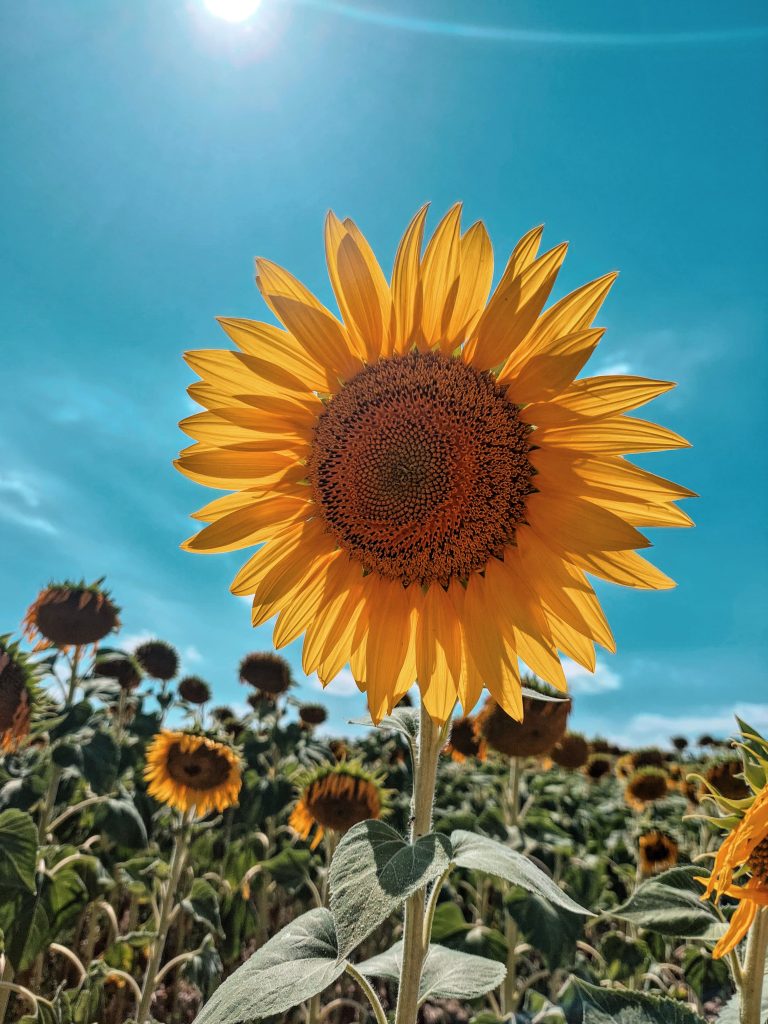 travelina suncokreti slavonija baranja polja suncokreta