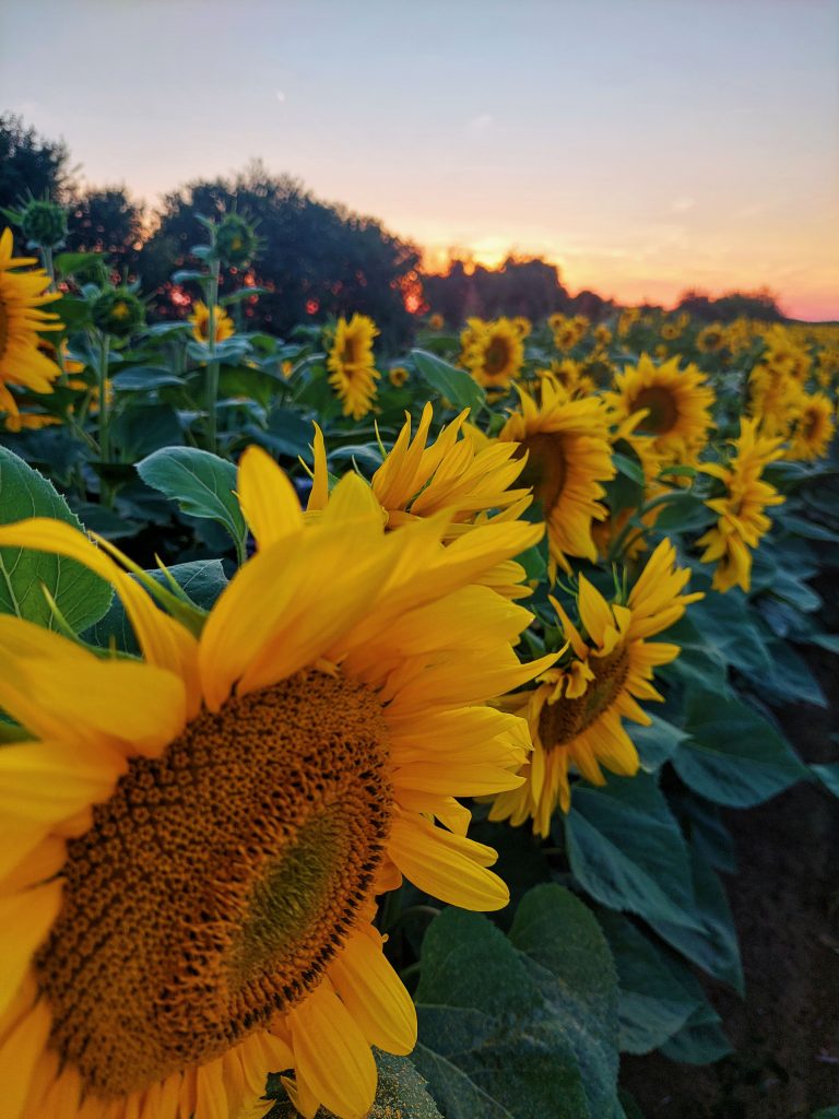 travelina suncokreti slavonija baranja polja suncokreta