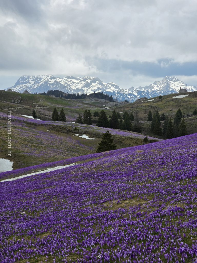 velika planina slovenija travelina
