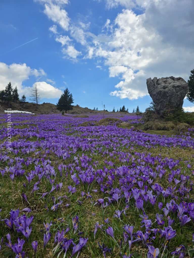 velika planina slovenija travelina