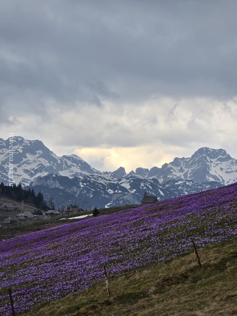 velika planina slovenija travelina