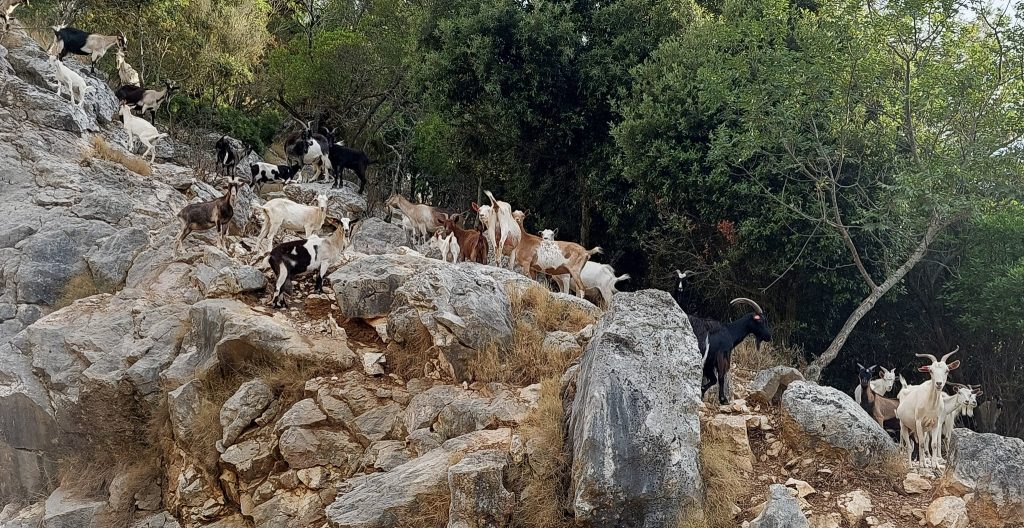 otok lastovo
